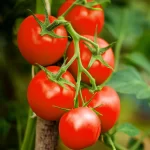 TOMATO F-1 SS-2024 (Tamatar)