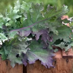KALE RED RUSSIAN