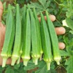 BHINDI ASTHA SELECTION (Bhindi)