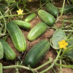 CUCUMBER F-1 SS-2049 (Kheera)