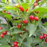 PEPPER RED CHERRY