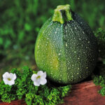 SUMMER SQUASH SHS- 14515 ( LIGHT GREEN )