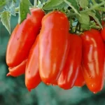 TOMATO SAN MARZANO (Tamatar)