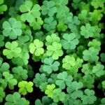 CLOVER