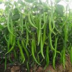 CHILLI F-1 SS-2015 (Mirch)