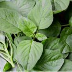 Green Chaulai (Saag)
