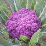 Cauliflower Purple (Phool Gobhi)
