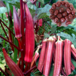 RED OKRA (Bhindi)