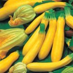 ZUCHINNI F-1 GOLDEN YELLOW