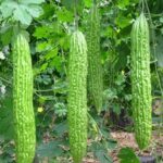BITTERGOURD F-1 DIVYA (Karela)