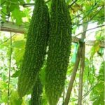 BITTERGOURD F-1 555 (Karela)