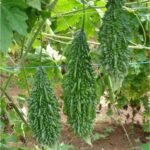 BITTERGOURD F-1 NAVEEN PLUS (Karela)
