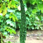 BITTERGOURD JHALARI (Karela)