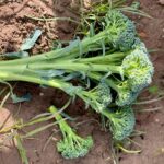 BROCOLLI F-1 LONG STEM