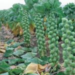 BRUSSELS SPROUT