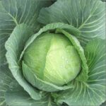 CABBAGE F-1 MANAS (Patta Gobhi)