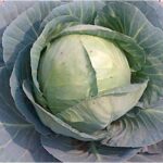 CABBAGE F-1 PLUTO (Patta Gobhi)