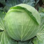 CABBAGE NEW GREEN STAR (Patta Gobhi)