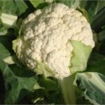 CAULIFLOWER F-1 AGRIM 2 (Phool Gobhi)