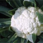 CAULIFLOWER F-1 AUTUMN QUEEN (Phool Gobhi)