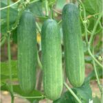 CUCUMBER F-1 TAKSIN (Kheera)