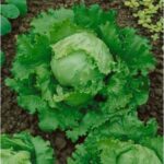 LETTUCE GREAT LAKES