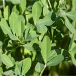 METHI KASURI (Methi)