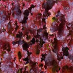 LETTUCE LOLLO ROSSA