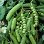 PEA GREEN FEST (Matar)