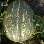 PUMPKIN F-1 101 (Kaddo)