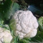 CAULIFLOWER XM – 1 (Phool Gobhi)