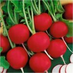 RADISH SCARLET GLOBE (Mooli)