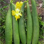 SPONGE GOURD F-1 291 (Tori)