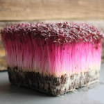 Amaranth Red