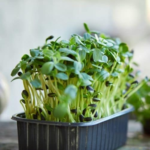 Basil Green