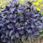 Basil Dark Opal