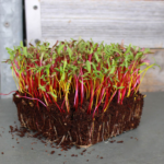 Beet Root (Chukandar)