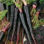 Carrot Black (Gaajar)