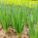 Chives
