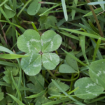 Clover