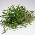 Dill
