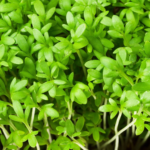 Garden Cress