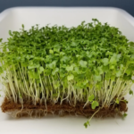 Kale