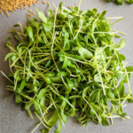 Fenugreek