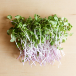 Radish (Mooli)