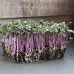 Red Cabbage (Patta Gobhi)