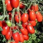 TOMATO F-1 AT-999 (Tamatar)