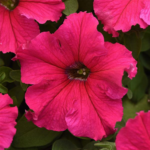 Petunia F1 Super Cascade Pink