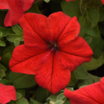 Petunia F1 Super Cascade Red