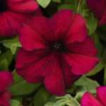 Petunia F1 Super Cascade Burgundy
